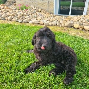 Labradoodle Puppy Beth