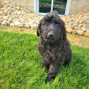 Labradoodle Puppy Beth