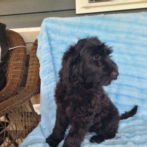 Labradoodle Puppy Beth