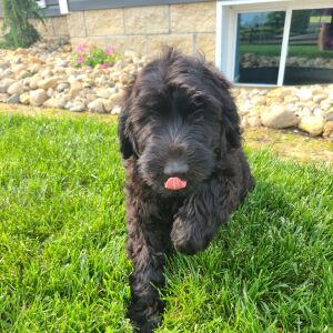 Labradoodle Puppy Beth
