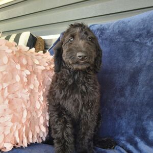 Labradoodle Puppy Beth
