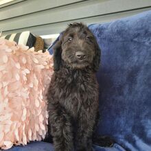 Labradoodle Puppy Beth