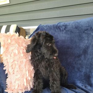 Labradoodle Puppy Beth