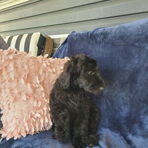 Labradoodle Puppy Beth
