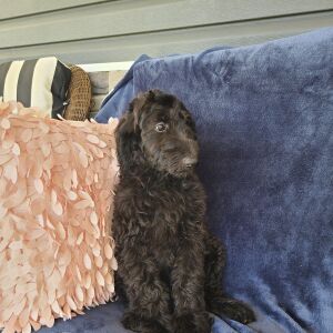 Labradoodle Puppy Beth