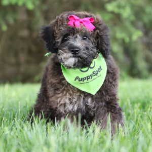 Bichonpoo Puppy Shanna