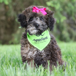 Bichonpoo Puppy Shanna