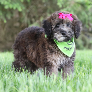 Bichonpoo Puppy Shanna