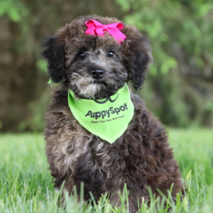 Bichonpoo Puppy Shanna