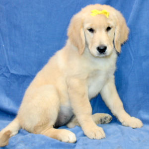Golden Retriever Puppy Tara