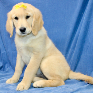 Golden Retriever Puppy Tara