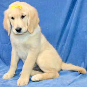 Golden Retriever Puppy Tara