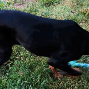 Doberman Pinscher Puppy Hope