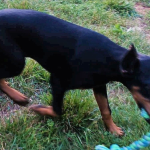 Doberman Pinscher Puppy Hope
