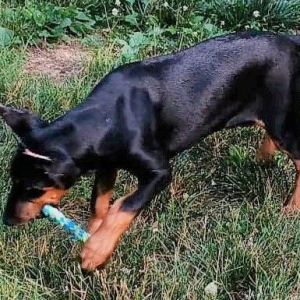 Doberman Pinscher Puppy Hope