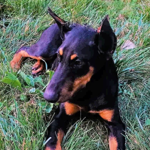 Doberman Pinscher Puppy Hope