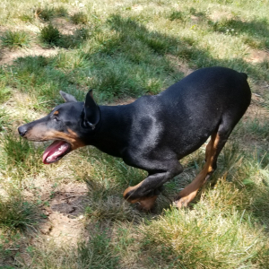 Doberman Pinscher Puppy Hope