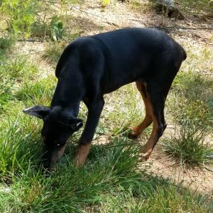 Doberman Pinscher Puppy Hope