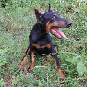 Doberman Pinscher Puppy Hope