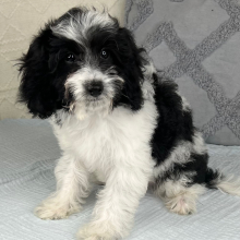 Cavapoo Puppy Micah