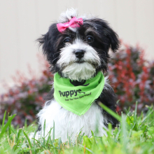 Havanese Puppy Francine