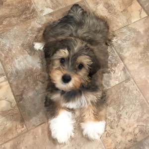 Yorkshire Terrier Puppy Spencer