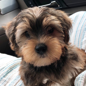 Yorkshire Terrier Puppy Spencer