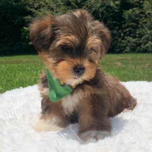 Yorkshire Terrier Puppy Spencer