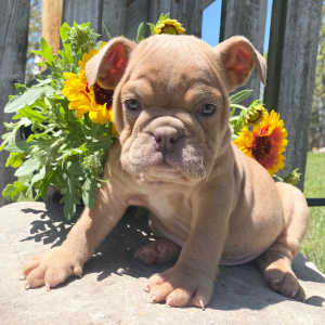 Bulldog Puppy Cleo