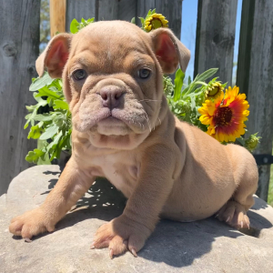 Bulldog Puppy Cleo