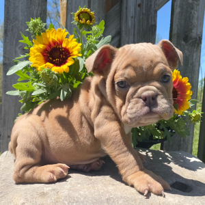 Bulldog Puppy Cleo