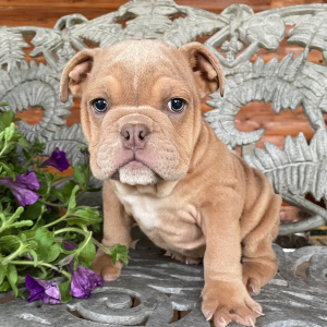 Bulldog Puppy Cleo