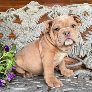 Bulldog Puppy Cleo
