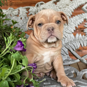 Bulldog Puppy Cleo