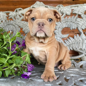 Bulldog Puppy Cleo