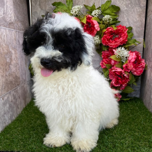 Havanese Puppy Huck