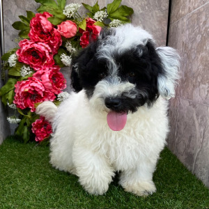 Havanese Puppy Huck