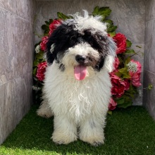 Havanese Puppy Huck