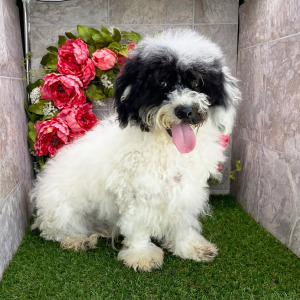 Havanese Puppy Huck