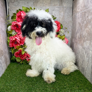 Havanese Puppy Huck