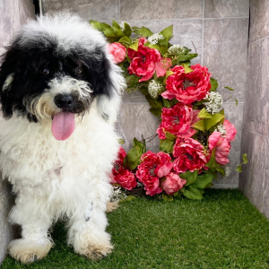 Havanese Puppy Huck