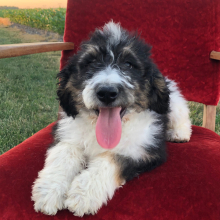 Bernedoodle Puppy Terra