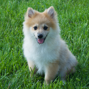 Pomeranian Puppy Asher