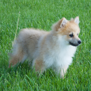 Pomeranian Puppy Asher