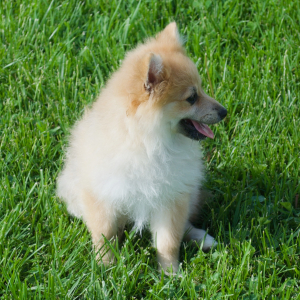 Pomeranian Puppy Asher