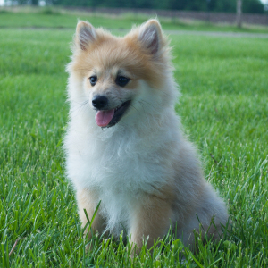 Pomeranian Puppy Asher