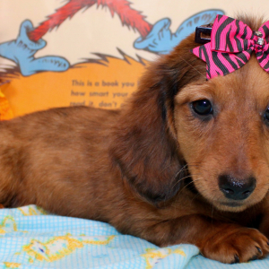 Dachshund Puppy Darling