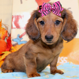 Dachshund Puppy Darling