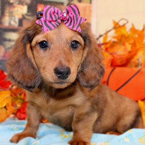 Dachshund Puppy Darling