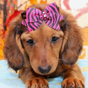 Dachshund Puppy Darling